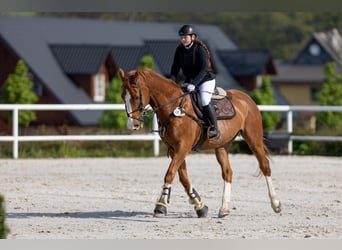 Slovak Warmblood, Gelding, 14 years, 17 hh, Chestnut