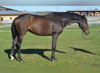 Slovak Warmblood, Gelding, 15 years, 17.1 hh, Bay-Dark