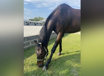 Slovak Warmblood, Gelding, 15 years, 17,1 hh, Bay-Dark