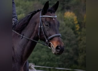 Slovak Warmblood, Gelding, 20 years, 16,2 hh, Bay-Dark
