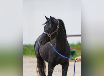 Slovak Warmblood, Gelding, 3 years, 15,2 hh, Black