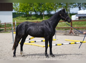 Slovak Warmblood, Gelding, 4 years, 15,2 hh, Black