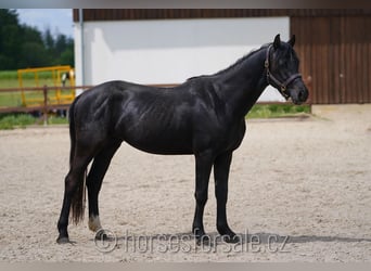 Slovak Warmblood, Gelding, 4 years, 15,2 hh, Black