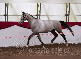 Slovak Warmblood, Gelding, 4 years, 16.2 hh, Grey