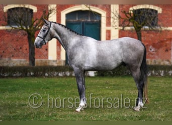 Slovak Warmblood, Gelding, 4 years, 16.2 hh, Grey