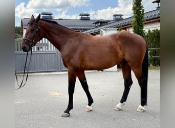 Slovak Warmblood, Gelding, 4 years, 16 hh, Brown