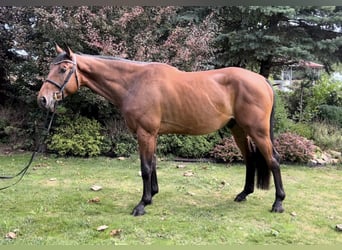 Slowakisches Warmblut, Wallach, 4 Jahre, Rotbrauner