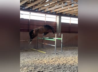 Slovak Warmblood, Gelding, 5 years, 16,2 hh, Brown