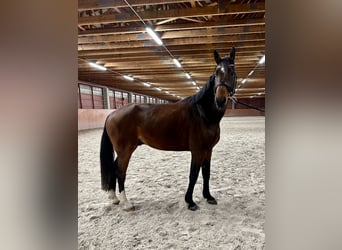 Slovak Warmblood, Gelding, 5 years, 16,2 hh, Brown