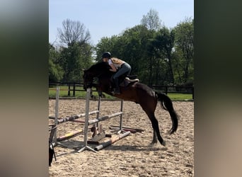 Slovak Warmblood, Gelding, 5 years, 16 hh, Brown