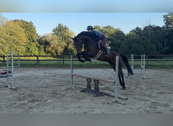Slovak Warmblood, Gelding, 5 years, 16 hh, Brown
