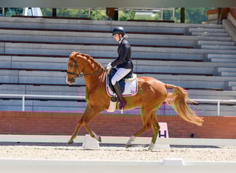 Slovak Warmblood, Gelding, 5 years, 16 hh, Chestnut-Red