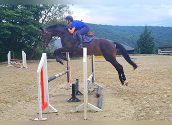 Slovak Warmblood, Gelding, 5 years, 17,1 hh, Bay-Dark