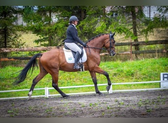 Slovak Warmblood, Gelding, 5 years, 17 hh, Brown