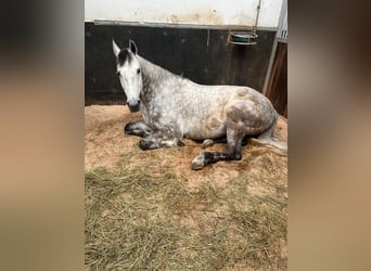 Slovak Warmblood, Gelding, 6 years, 16.1 hh, Grey