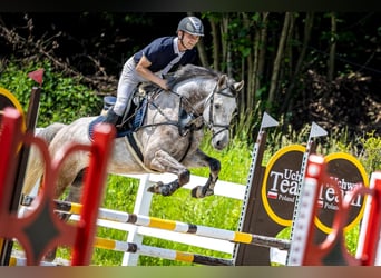 Slovak Warmblood, Gelding, 6 years, 16.1 hh, Grey