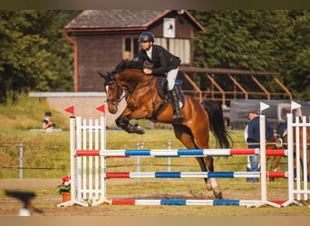 Slovak Warmblood, Gelding, 6 years, 16.2 hh, Bay-Dark