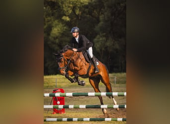 Slovak Warmblood, Gelding, 6 years, 16.2 hh, Bay-Dark