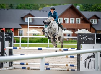 Slovak Warmblood, Gelding, 6 years, 17,3 hh, Gray