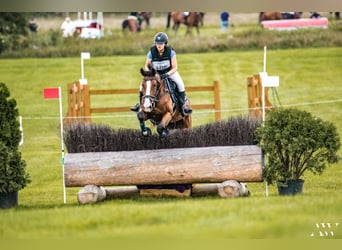 Slovak Warmblood, Gelding, 6 years, 17 hh, Bay