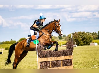 Slovak Warmblood, Gelding, 6 years, 17 hh, Bay