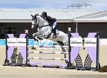 Slovak Warmblood, Gelding, 6 years, Gray