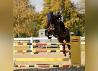 Slovak Warmblood, Gelding, 7 years, 16.2 hh, Bay