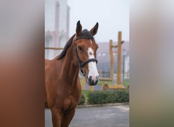 Slovak Warmblood, Gelding, 7 years, 16,2 hh, Bay