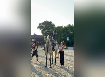 Slovak Warmblood, Gelding, 7 years, 17,3 hh, Gray