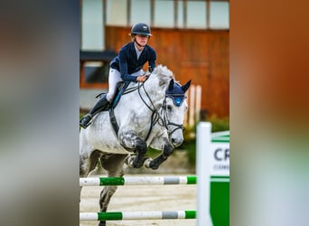 Slovak Warmblood, Gelding, 7 years, 17,3 hh, Gray