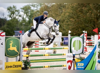 Slovak Warmblood, Gelding, 7 years, 17,3 hh, Gray