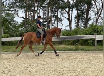 Slovak Warmblood, Gelding, 7 years, Chestnut