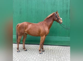 Slovak Warmblood, Gelding, 8 years, 15.2 hh, Chestnut-Red