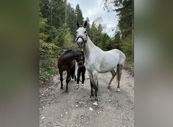 Slovak Warmblood, Gelding, 8 years, 16,1 hh, Grey