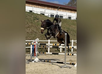 Slovak Warmblood, Gelding, 8 years, 17.2 hh, Bay-Dark