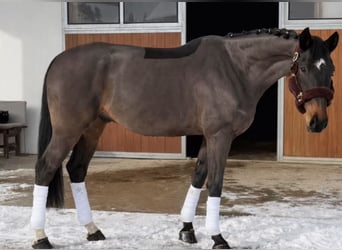 Slovak Warmblood, Gelding, 8 years, 17.2 hh, Bay-Dark