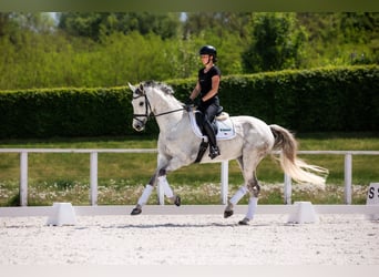 Slovak Warmblood, Gelding, 9 years, 17 hh, Gray