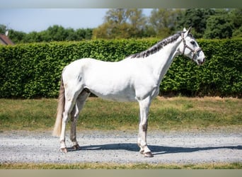 Slovak Warmblood, Gelding, 9 years, 17 hh, Grey