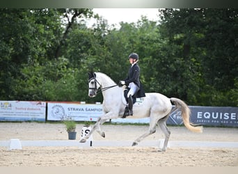 Slovak Warmblood, Gelding, 9 years, 17 hh, Grey