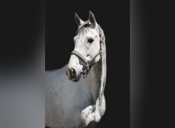 Slovak Warmblood, Gelding, 9 years, 17 hh, White