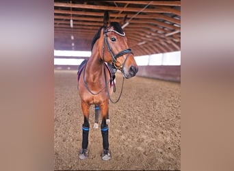 Slovak Warmblood, Mare, 10 years, 16.3 hh, Brown
