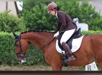 Slovak Warmblood, Mare, 10 years, 16.3 hh, Brown