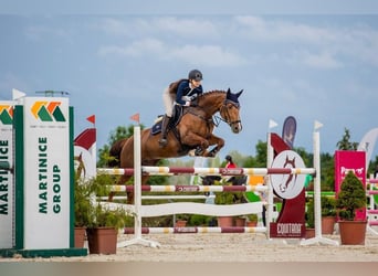 Slovak Warmblood, Mare, 11 years, 16,2 hh, Chestnut