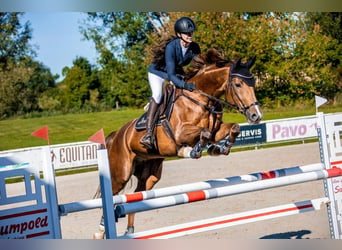 Slovak Warmblood, Mare, 11 years, 16,2 hh, Chestnut