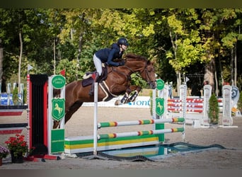 Slovak Warmblood, Mare, 11 years, 16,2 hh, Chestnut