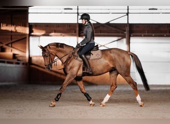 Slovak Warmblood, Mare, 11 years, 16,2 hh, Chestnut