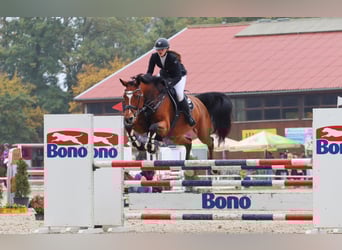 Slovak Warmblood, Mare, 11 years, 16 hh, Brown