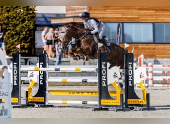 Slovak Warmblood, Mare, 11 years, Chestnut-Red