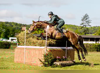 Slovak Warmblood, Mare, 12 years, 16.2 hh, Chestnut