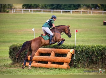 Slovak Warmblood, Mare, 12 years, 16.2 hh, Chestnut